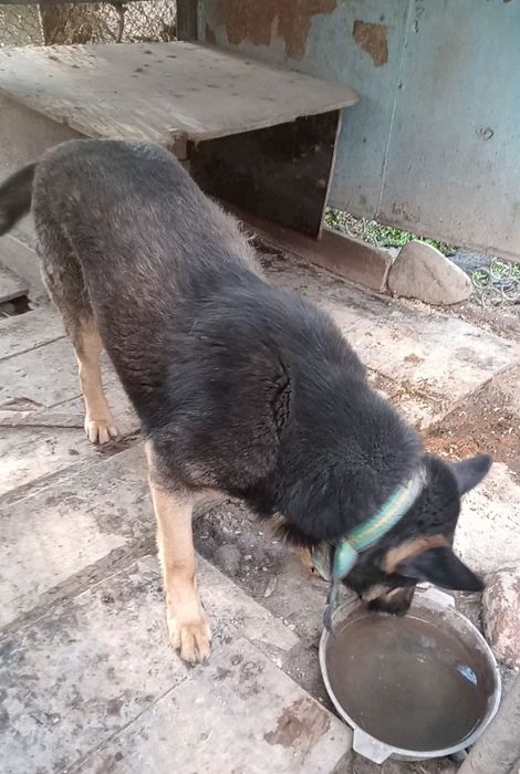 Продам собака европеец