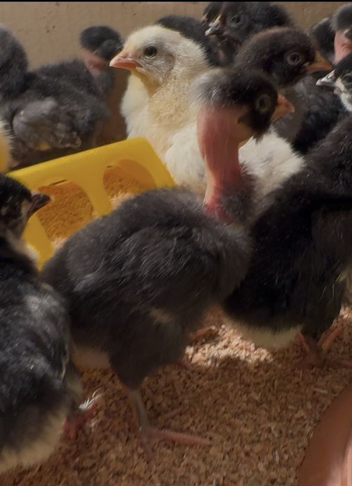 Цыплята микс пород