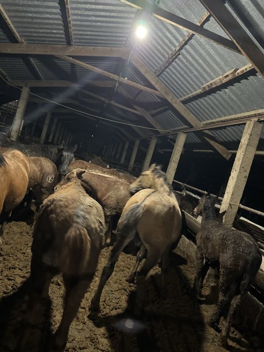 Қымыз шұбат ет сүт өнімдері