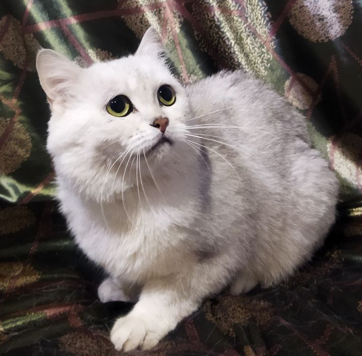 Вязка красивого кота!