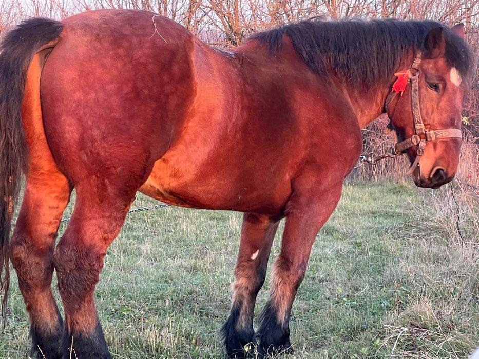 Vand armasar in varsta de 7 ani