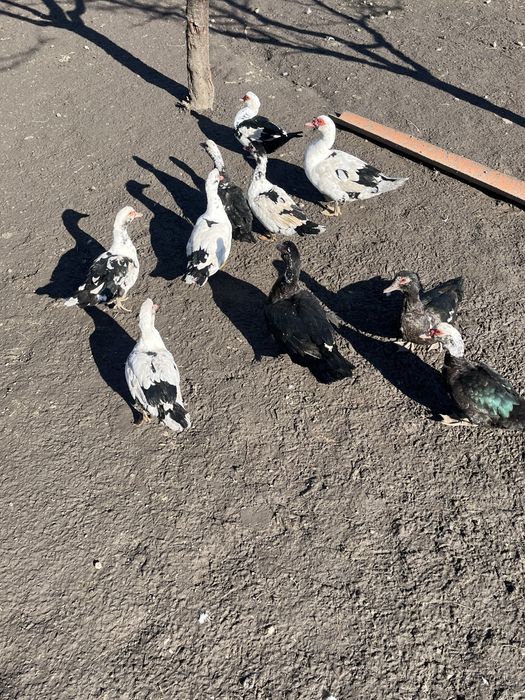 Rate mute de vanzare