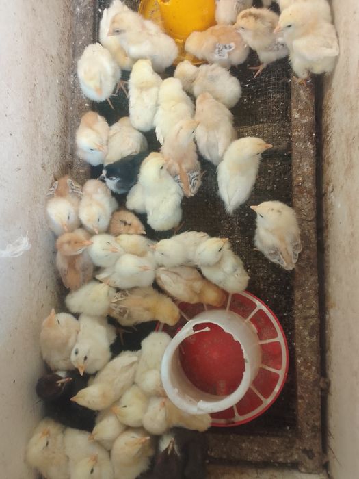 Цыплята десять дней.