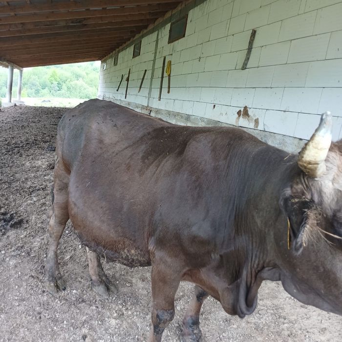 Vand vaca bruna de maramures