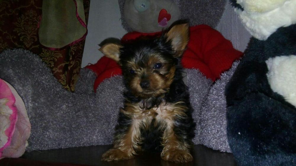 Продам щенков Йорка Каспий рассрочка