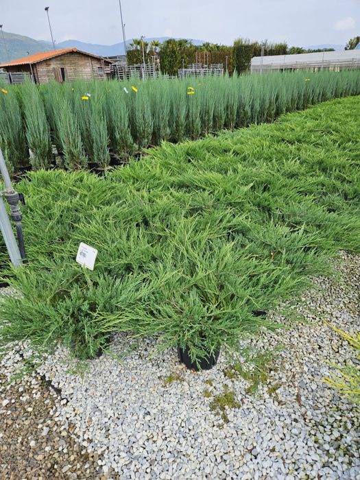 Enupar tarator toate nuantele