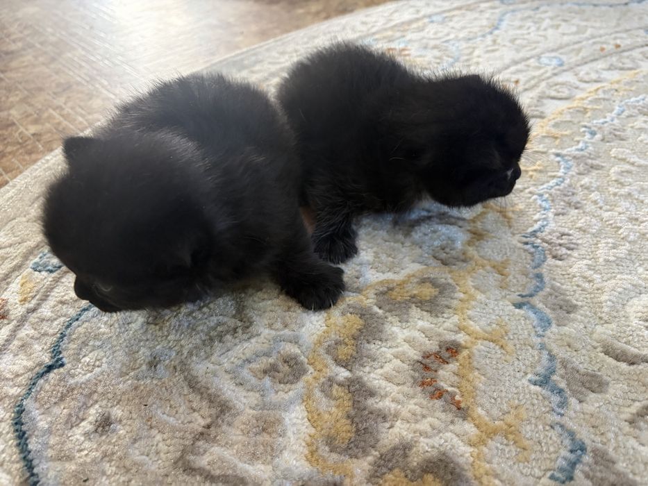Котят в хорошие Руки