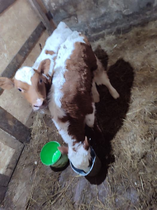 Продам телят 2 бычка и 1 тёлочка