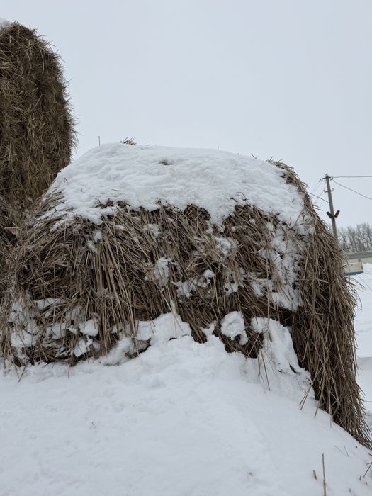 Продам сено лиман