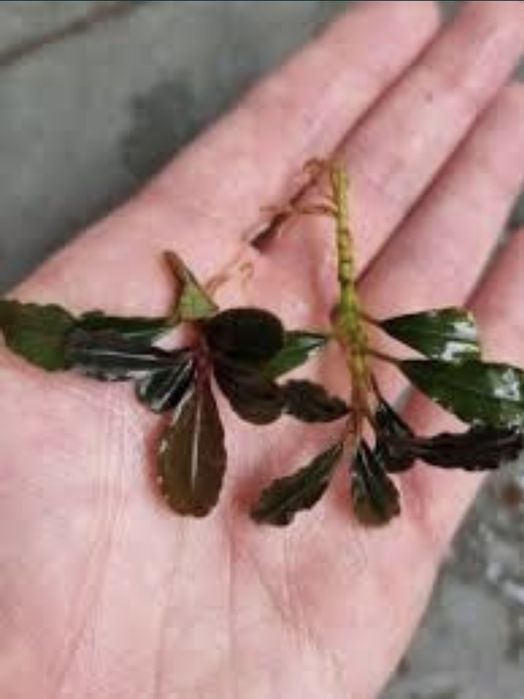 Bucephalandra – Superbe. Stoc limitat.