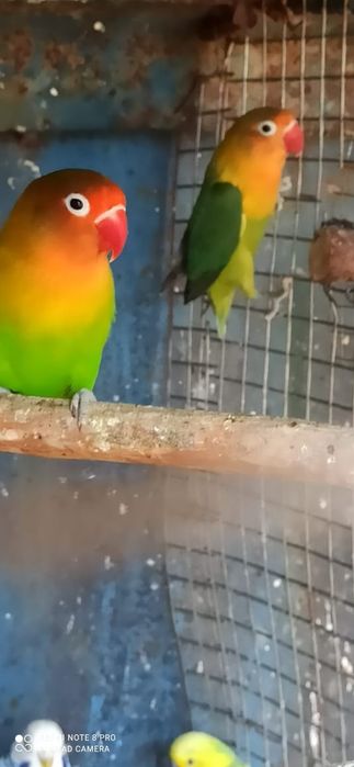 Попугай молодые волнистые