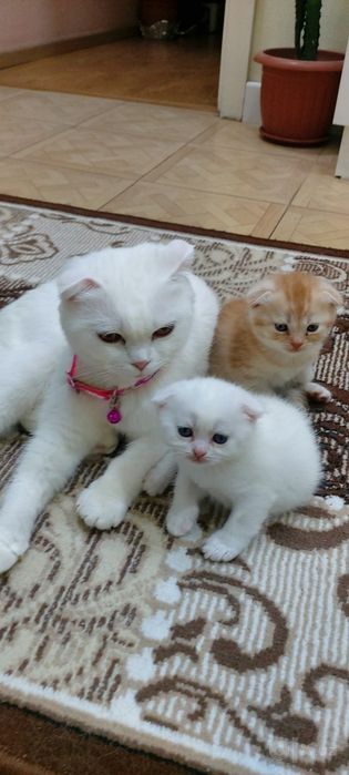 3ta Scottish Fold mushugi
