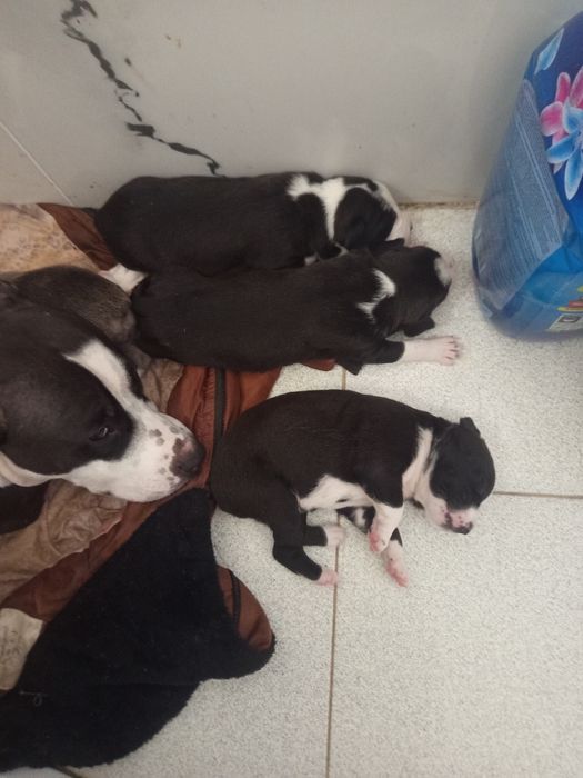 Щенки стафа 1 мецяц