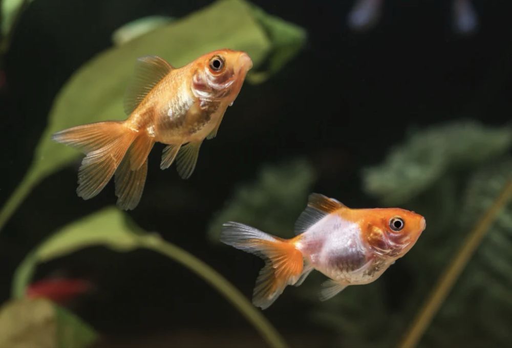 Sterilizator acvariu cu lampa UV ca nou