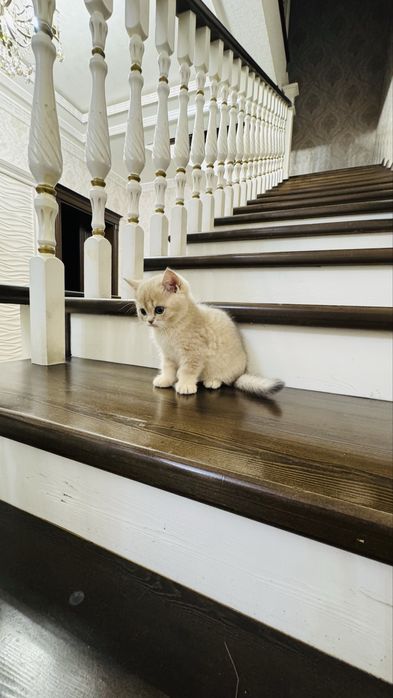 Продаётся чистокровный котята серебристый шиншилла