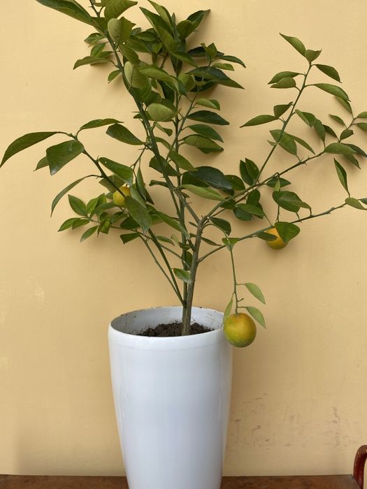 Sitrus ko'chatlar sotiladi