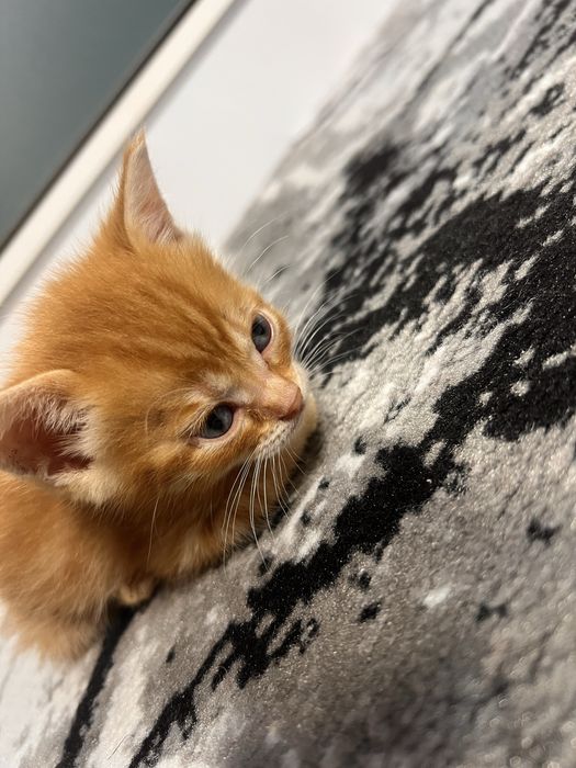 Bengal mushukchalar sotiladi