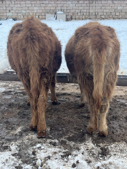 2 бас қашар сатылады