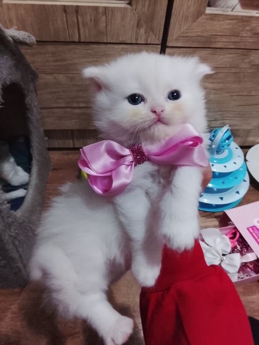 Sotiladi zoti toza heyland strayt qiz mushuk