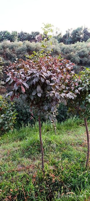 Декоративные дарахтлар