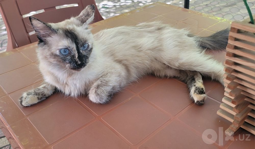 Tайская кошечка Chocolate Point