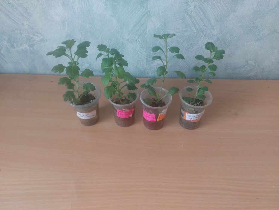 Хризантема мультифлора