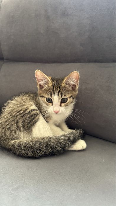 Отдам мальчика котенка