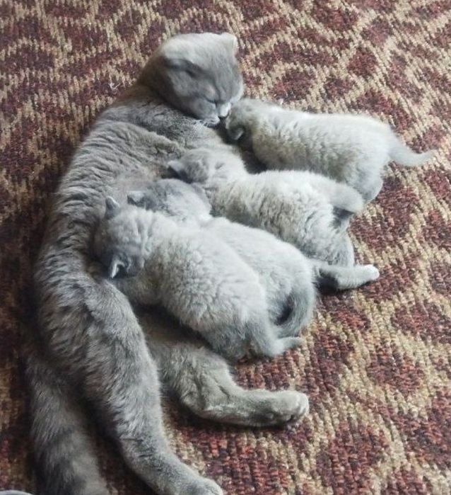 Продаются котята скоттиш фолд страйт шотландские вислоухие