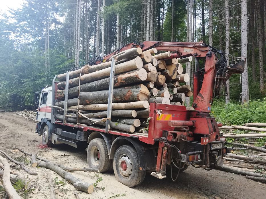Lemne de foc esență tare