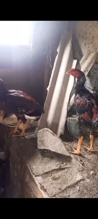 Дакан жужики и курицы