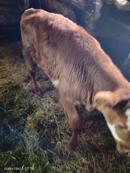 Продам 1,5 месячных телят