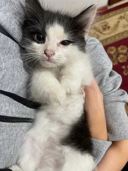 Котята-мальчики бесплатно