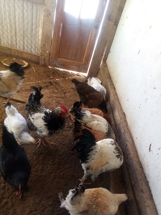 Жас Қораздар сатылады