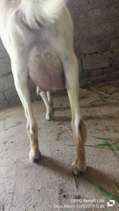 Jinsiy aloqa foto juda kuchli