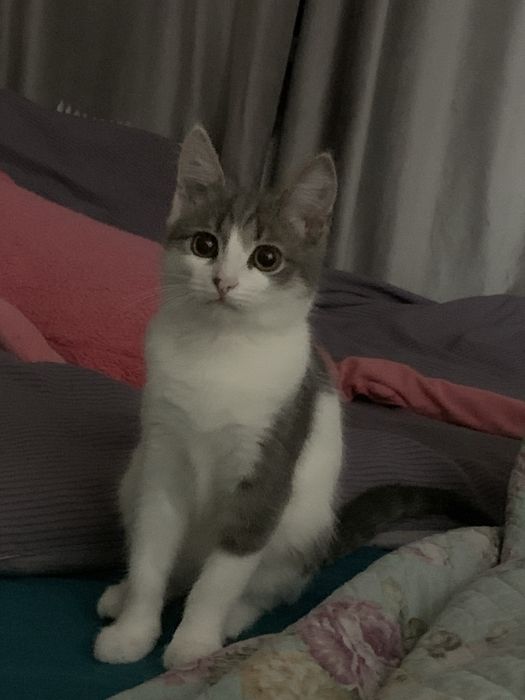 Кошечка котенок отдам в добрые руки