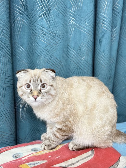 Скотиш фолд чистый