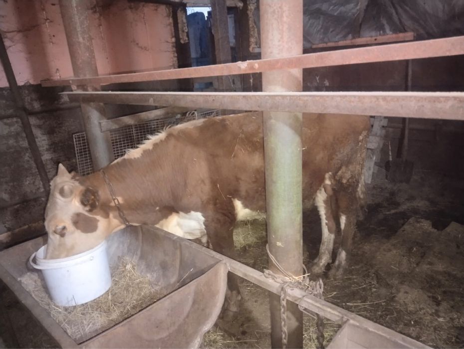 Продам бычка полторашку