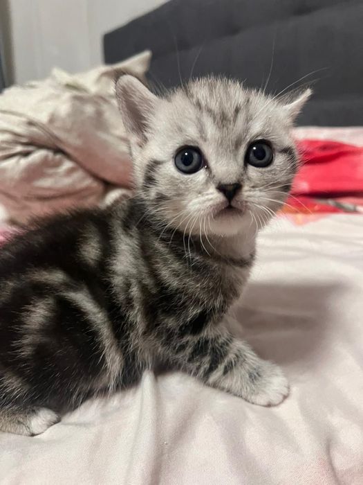 Продам котят веслоухие