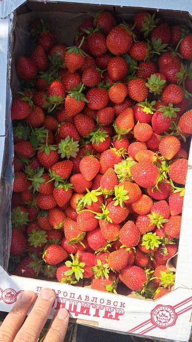Продам дачную клубнику,  имеется бесплатная доставка