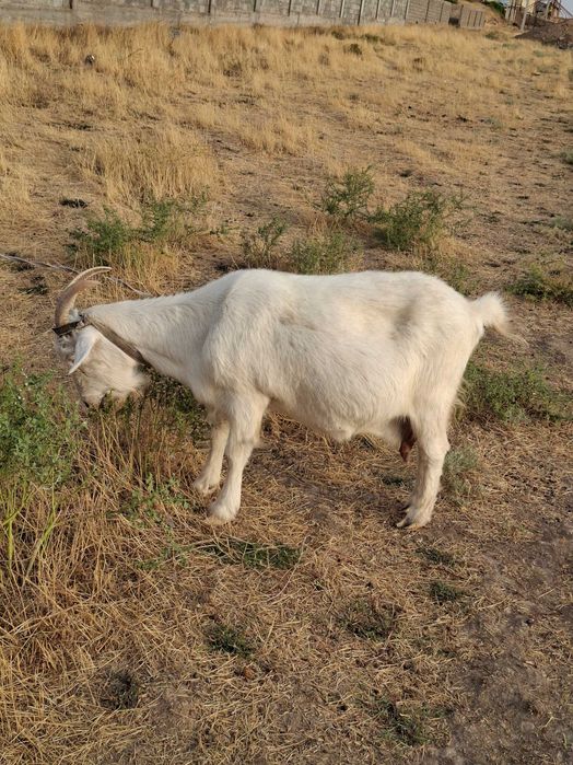 Свумалы Ешкілер сатылады,