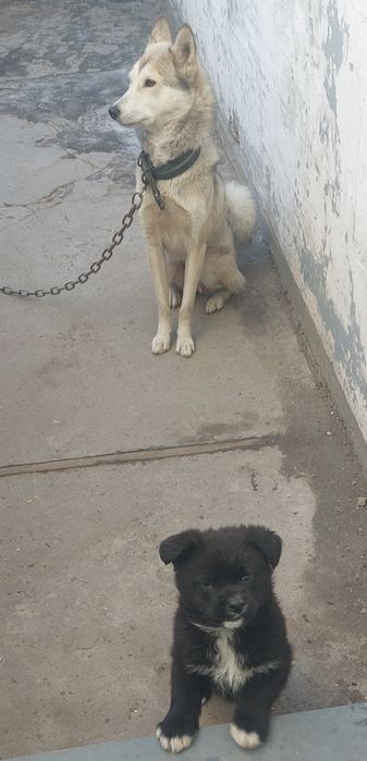 Щенок овчарка+спаниель+лайка