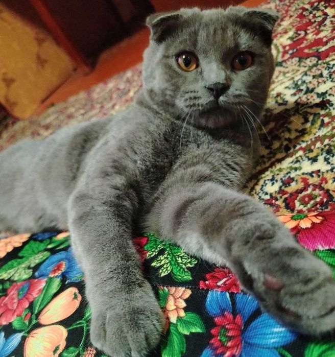 Zotdor Scottish Fold mushukcha – qiz bola, 5 oylik!