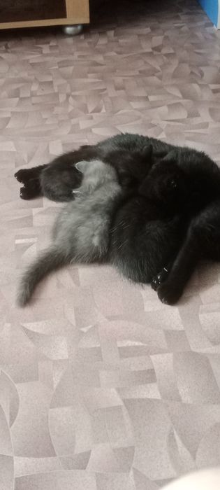 Сибирский котята