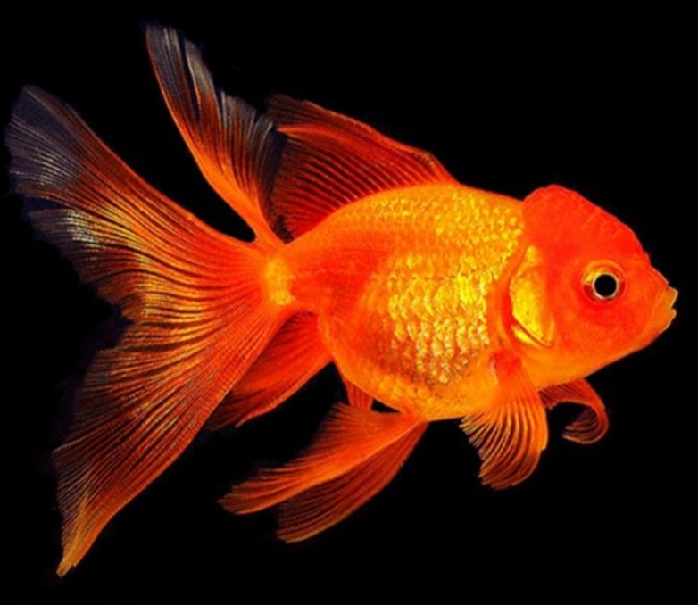 Мойка  аквариума