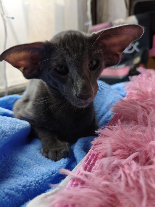 Ориентальные котята экстримального современного типа