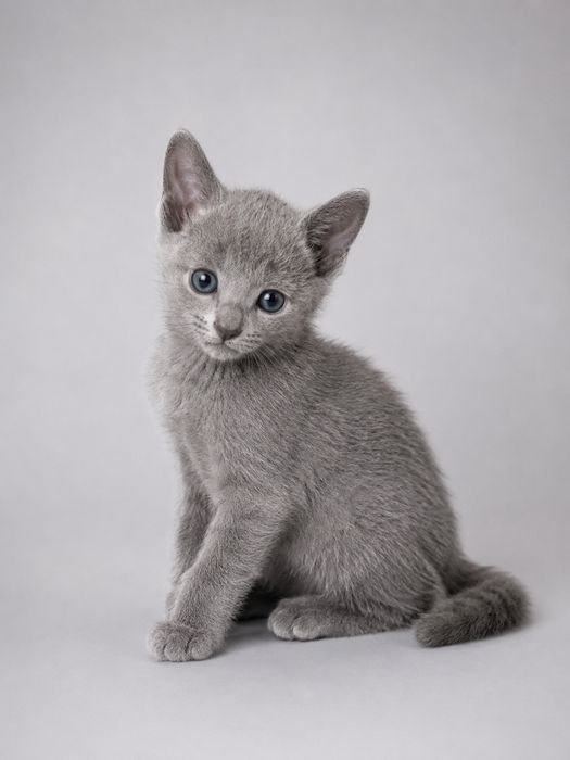 Элитные котята русской голубой