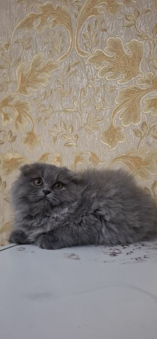 Мушугимиз сотилади