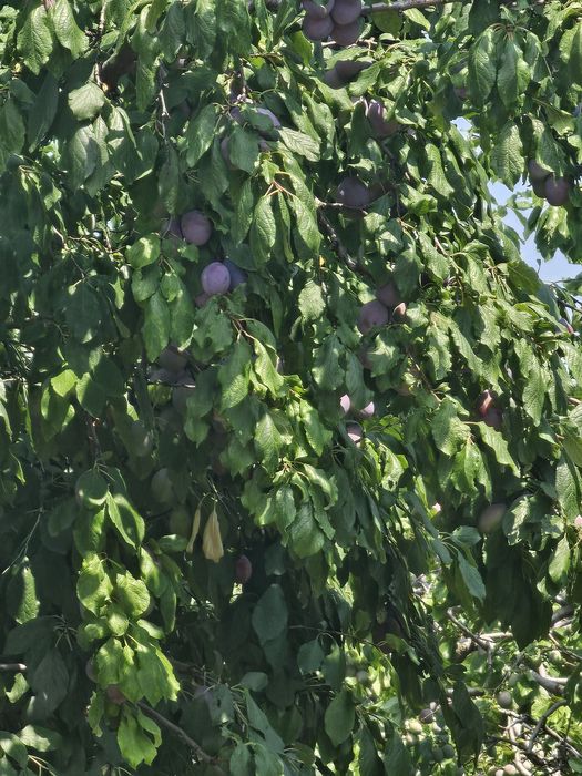Vând prune de țuică din soiul  D'arjan și Stanley