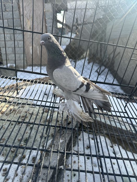 Голуби на продажуу