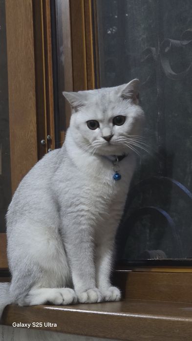 Серебристый шиншилла чисто кровный